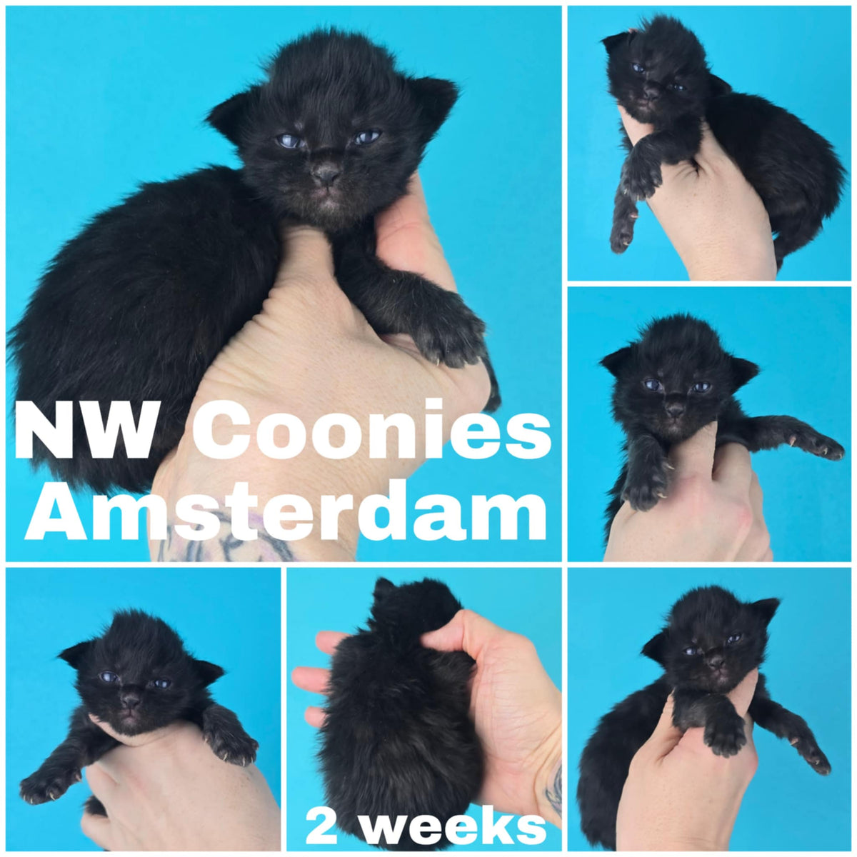 NW Coonies Amsterdam