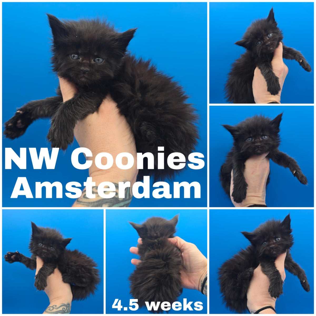 NW Coonies Amsterdam