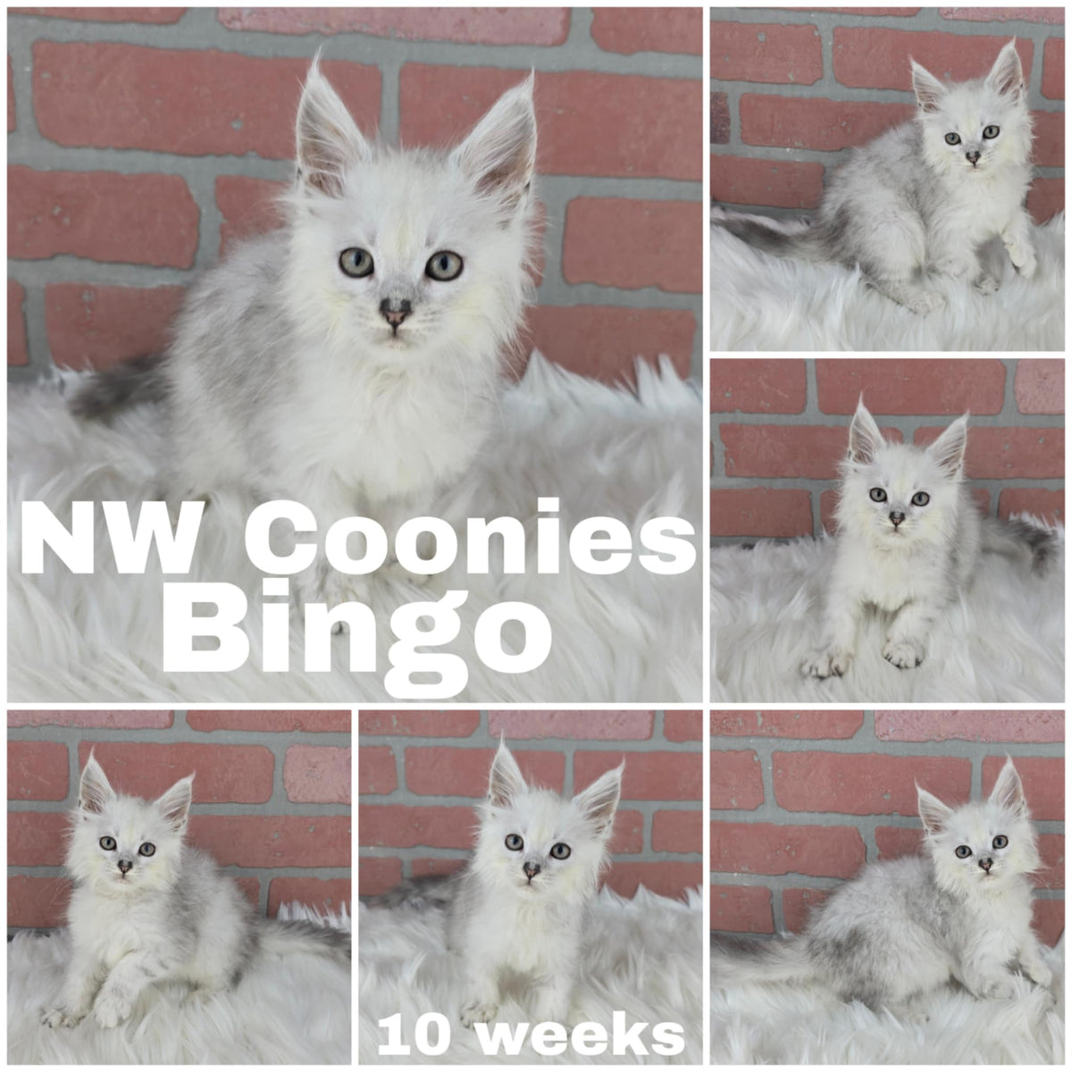 NW Coonies Bingo