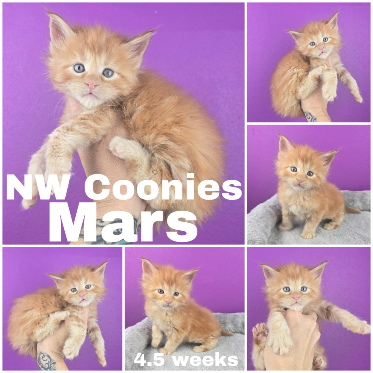 NW Coonies Mars