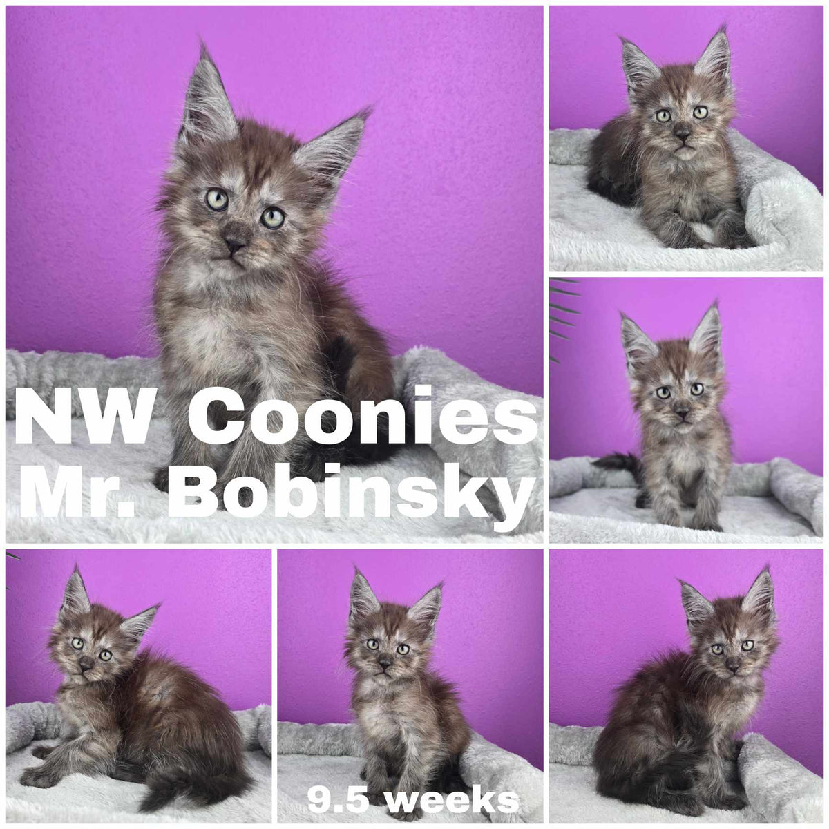 NW Coonies Mr. Bobinsky