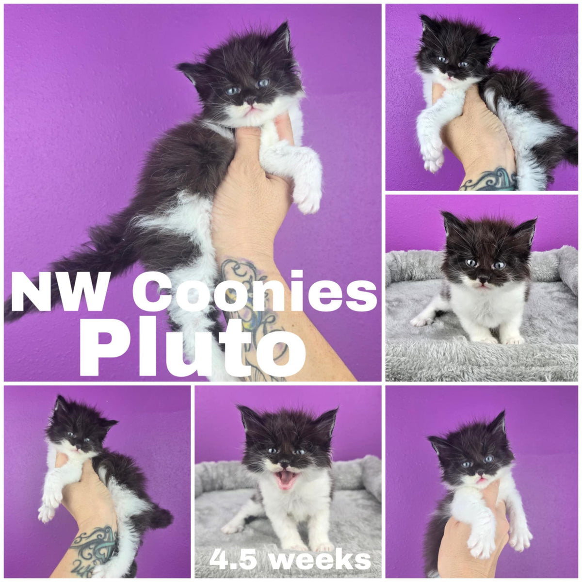 NW Coonies Pluto