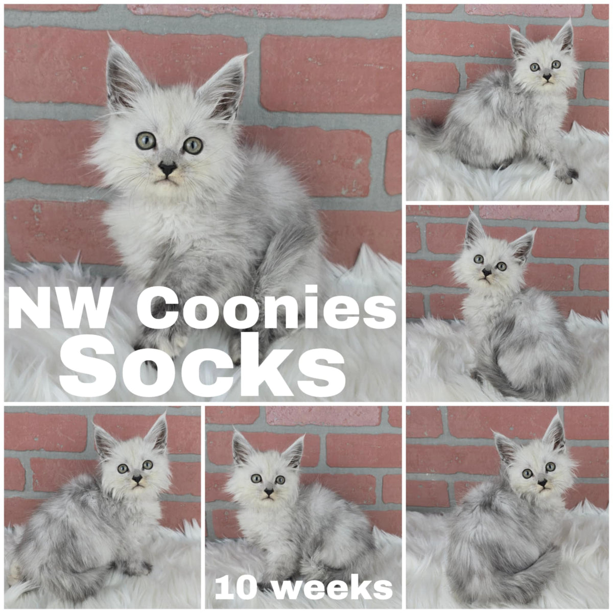 NW Coonies Socks