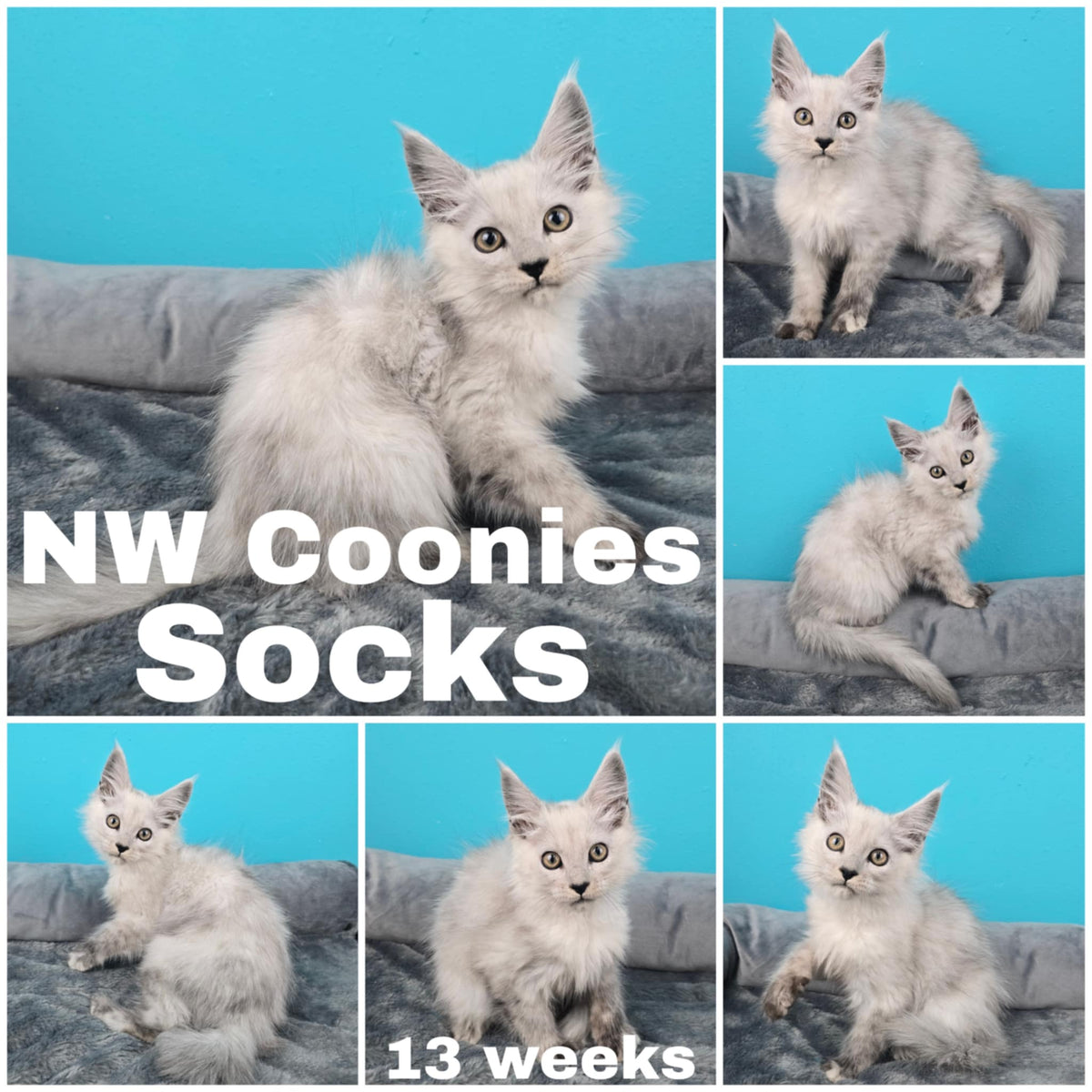 NW Coonies Socks