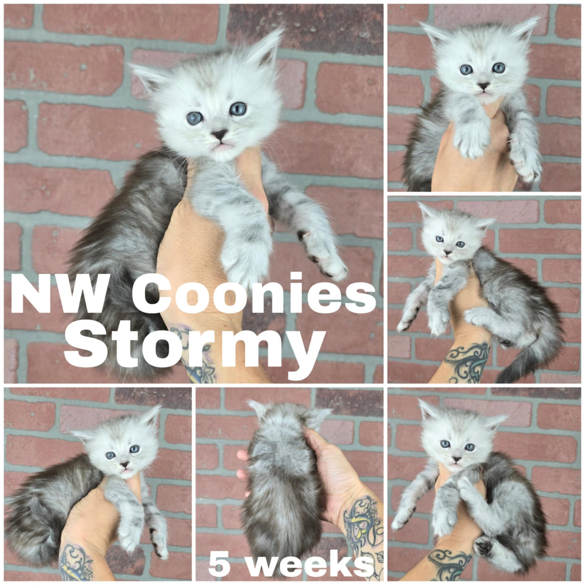 NW Coonies Stormy