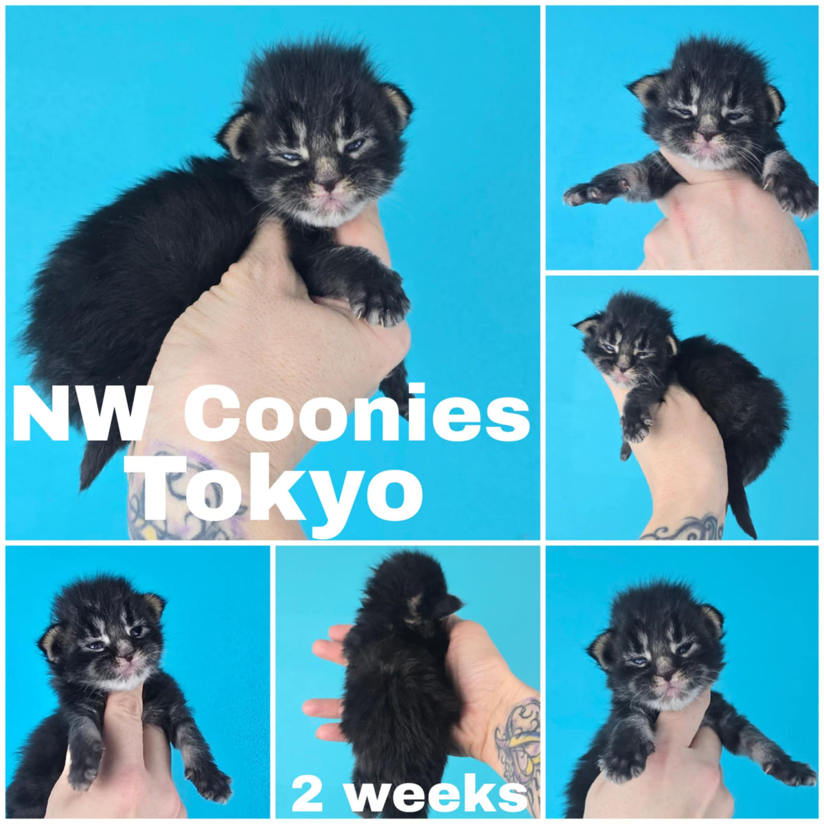 NW Coonies Tokyo